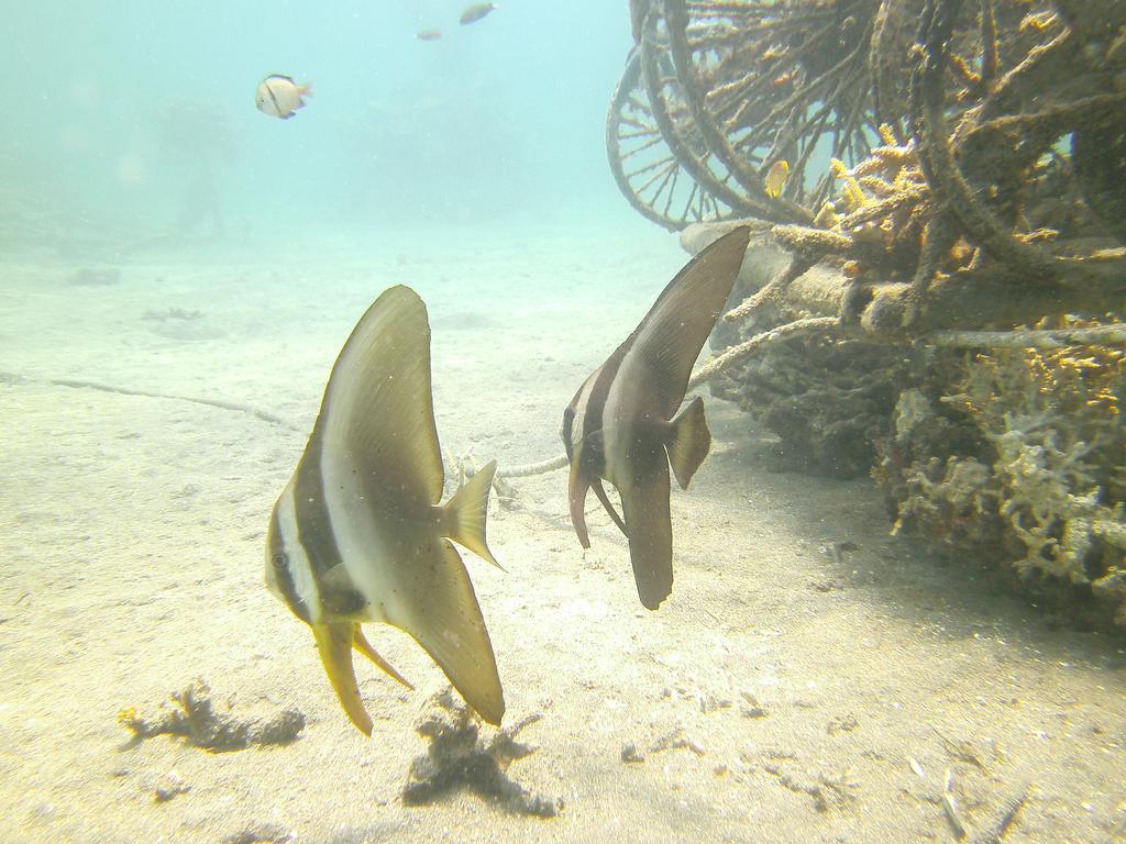 Biorock Homestay & Dive Center Pemuteran Eksteriør bilde