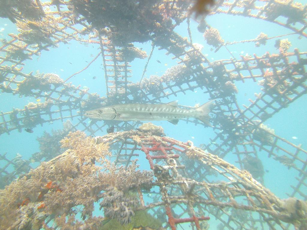 Biorock Homestay & Dive Center Pemuteran Eksteriør bilde