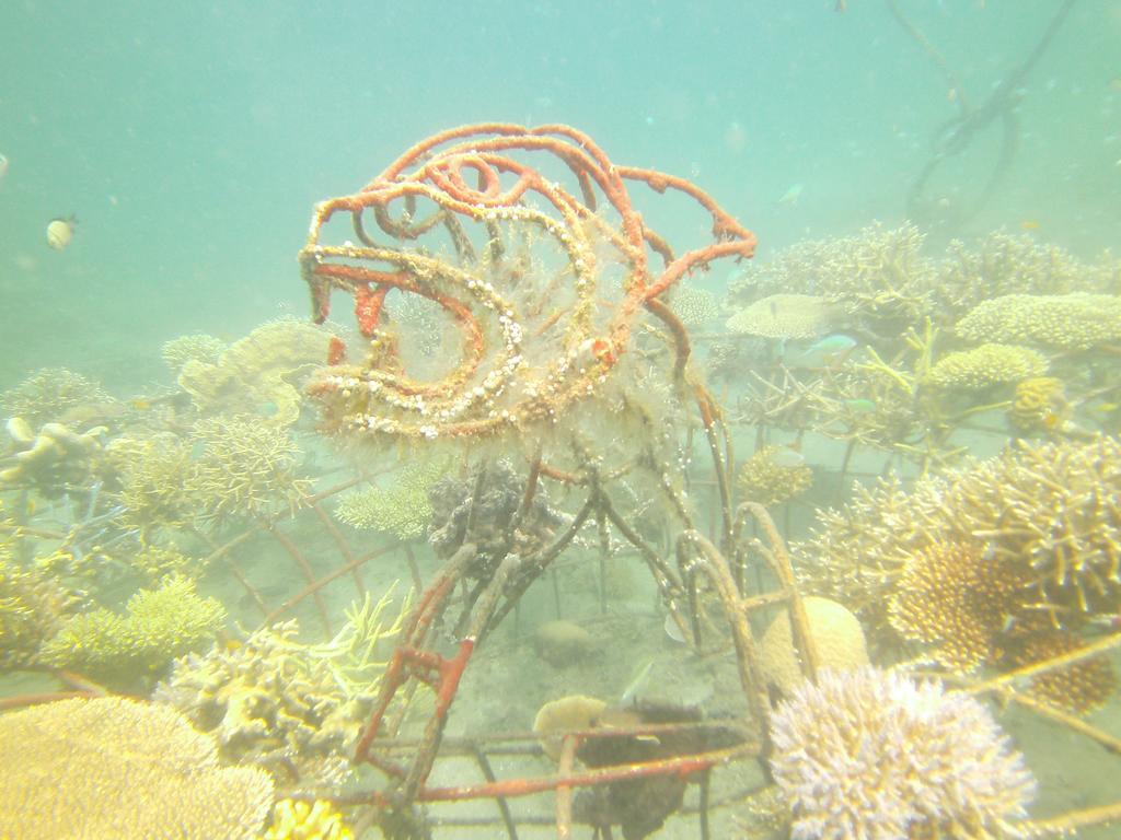 Biorock Homestay & Dive Center Pemuteran Eksteriør bilde