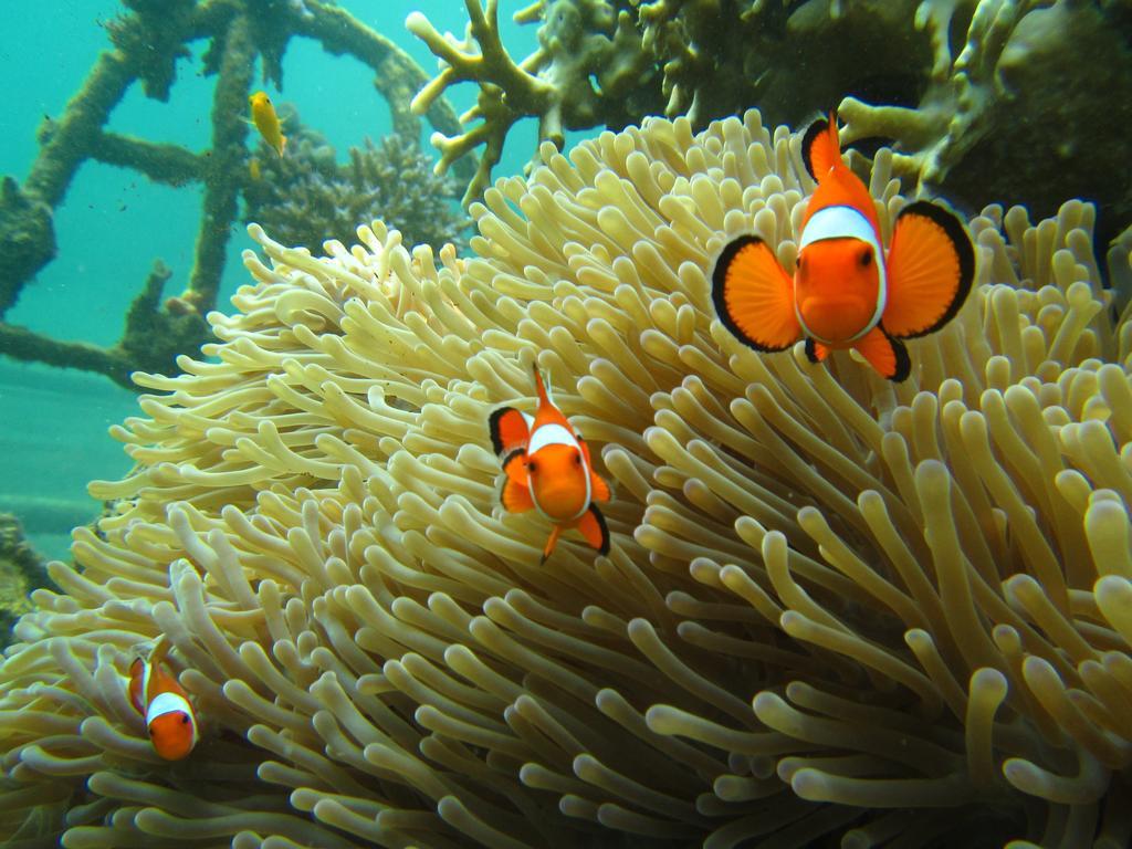 Biorock Homestay & Dive Center Pemuteran Eksteriør bilde