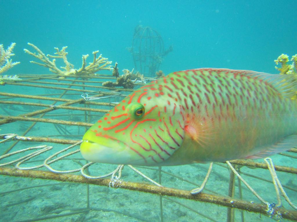 Biorock Homestay & Dive Center Pemuteran Eksteriør bilde