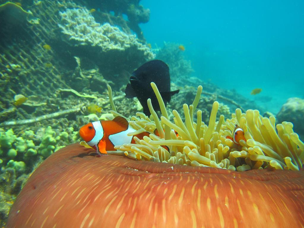 Biorock Homestay & Dive Center Pemuteran Eksteriør bilde