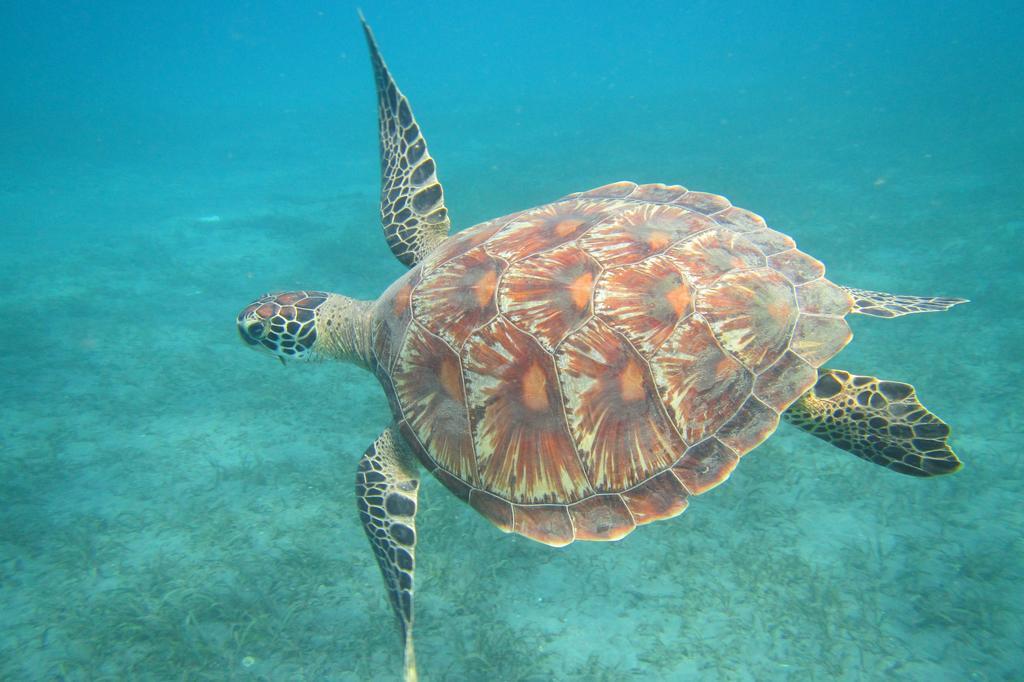 Biorock Homestay & Dive Center Pemuteran Eksteriør bilde