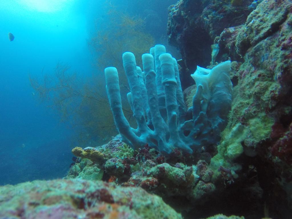 Biorock Homestay & Dive Center Pemuteran Eksteriør bilde