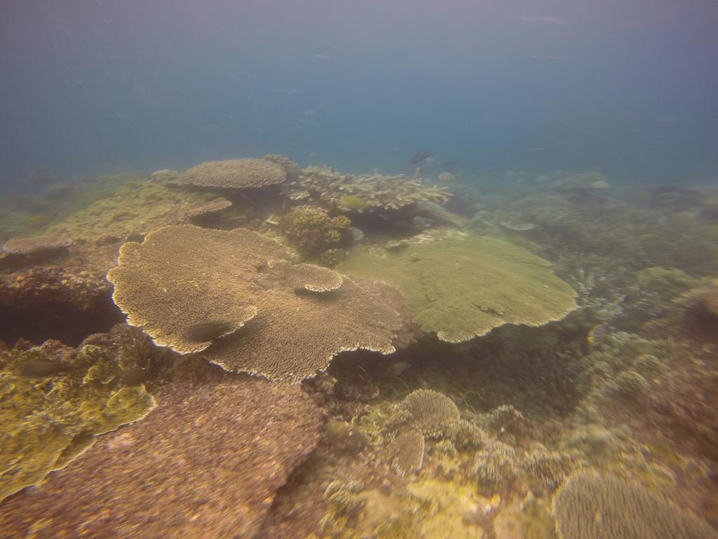Biorock Homestay & Dive Center Pemuteran Eksteriør bilde