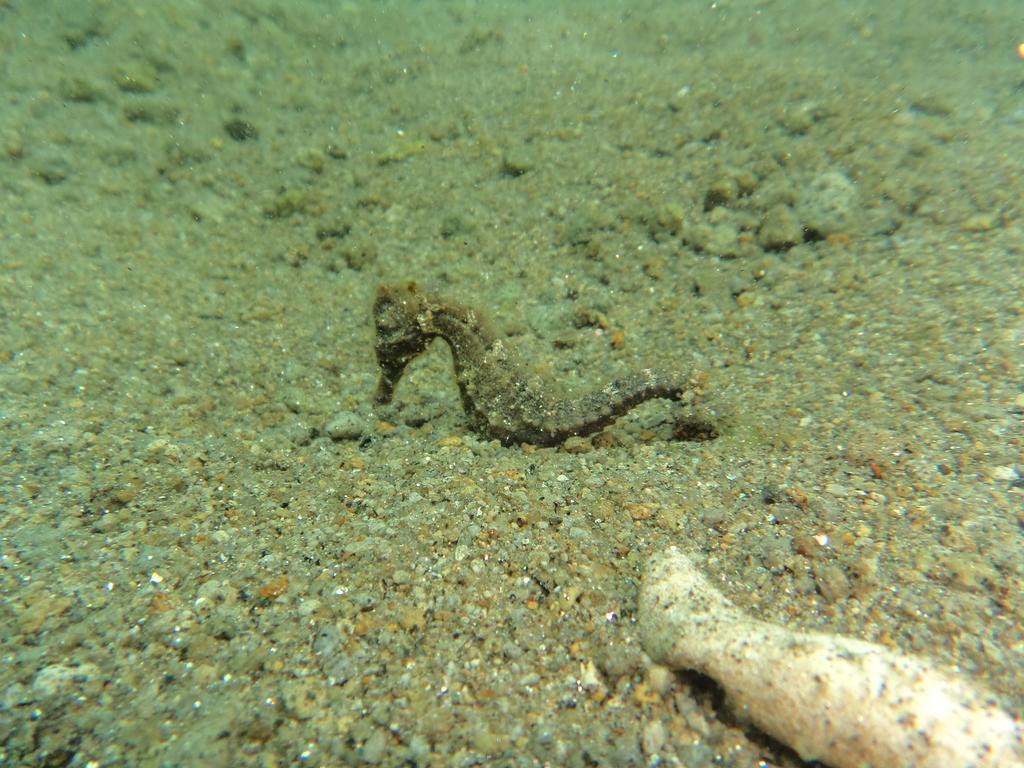 Biorock Homestay & Dive Center Pemuteran Eksteriør bilde